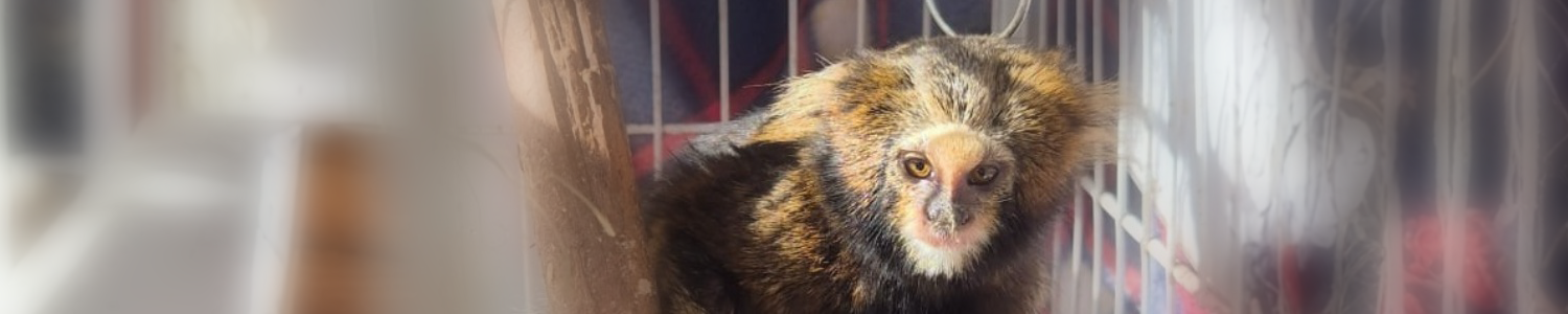 Sagui que ficou sob cuidados da PUC Minas Poços de Caldas é de espécie em extinção 